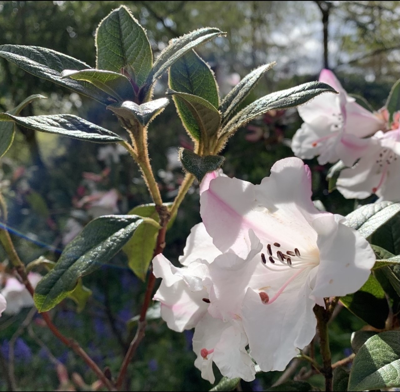 'Fragrantissimum' AGM